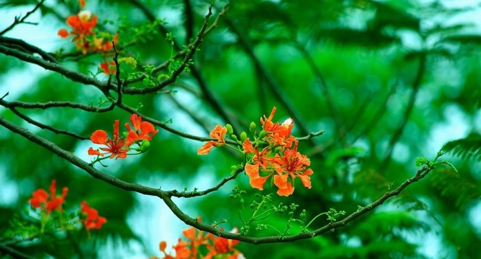 Nguồn gốc của hoa phượng